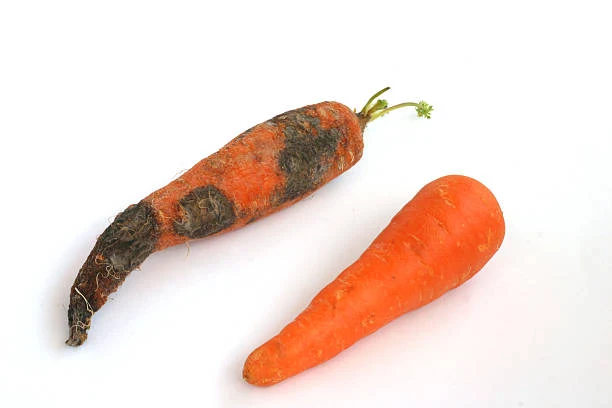 A bad carrot have soft spots