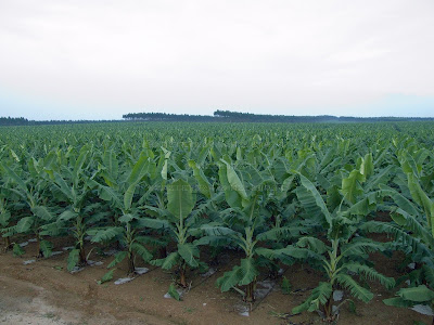 Cara menanam Pisang