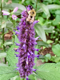 bumblebee and anise hyssop