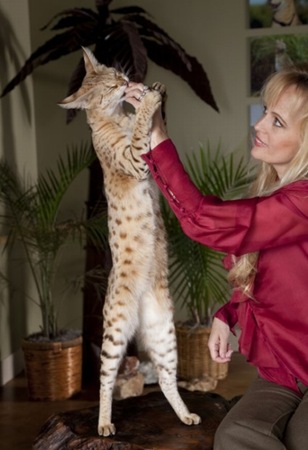 gato migallinero (3)