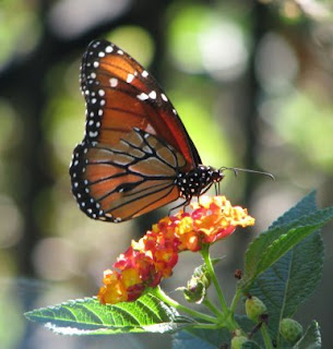 Costa Rica butterfly