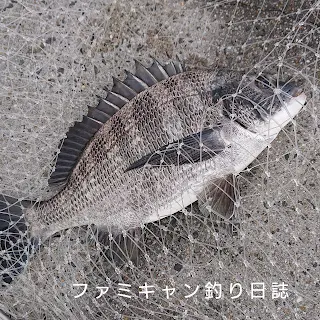 釣ったチヌの締め方