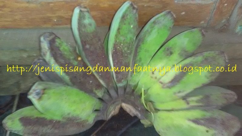 Gambar Pisang Kepok Putih Mentah satu Sisir