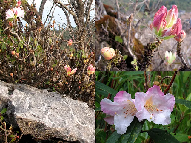 ต้นกุหลาบขาวเชียงดาว คำขาวเชียงดาว Rhododendron ciliicalyx