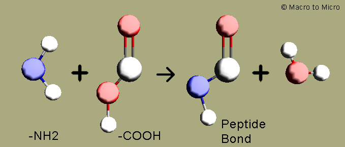 peptide bond formation. This is known as peptide bond.