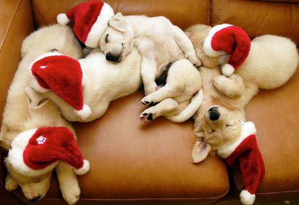pitchers of puppies. Cute Puppies Pictures,