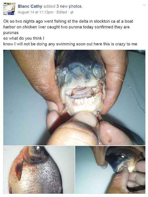 Wanita Ini Temukan Ikan Monster Saat Memancing