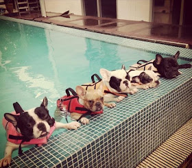 funny dog picture, swimming dogs