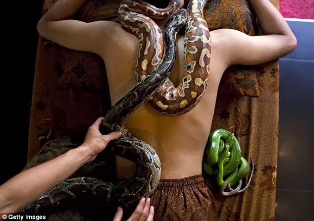snakes massage jakarta indonesia