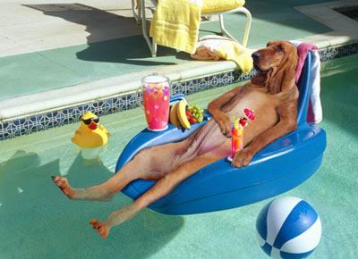 foto foto anjing lucu