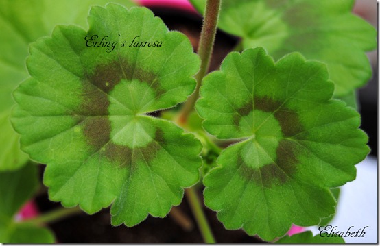 pelargonium i mai 112