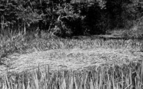 True Ufo Accounts From The Vaults Of Fate Magazine