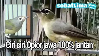 opior jawa,opior jambul,opior,opior jawa gacor,opior gacor,opior jawa jantan dan betina,opior flores,opior jawa,opior jawa gacor,opior jawa jantan dan betina,opior jawa betina,opior jawa mp3,opior jawa harga,opior jawa paruh tebal jantan,piyer,gambar burung opior jawa jantan,harga burung opior jawa 2020,suara burung opior paruh tebal mp3,suara pancingan opior jawa,harga burung opior paruh tebal 2020,suara burung opior paruh tebal betina,gambar burung opior jawa jantan dan betina,burung opior gacor,cucak gentong, cucak jempol, cipoh gunung, piyer, dan bahkan ada yang menyebutnya dengan nama pleci kapur,pleci veron