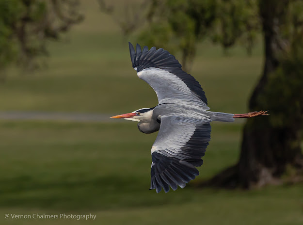 Grey heron in flight - Woodbridge Island (EOS R6 / RF 800mm f/11 IS STM Lens)