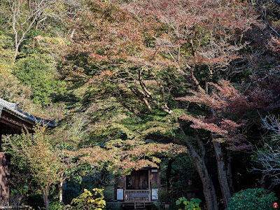 Autumn leaves: Engaku-ji