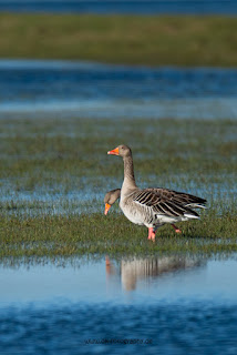 Wildlifefotografie Lippeaue Graugans Olaf Kerber