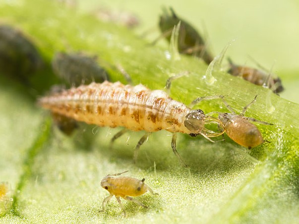 Larva di Crisopa all'Attacco degli Afidi