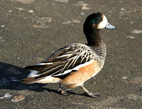 Chiloe Wigeon