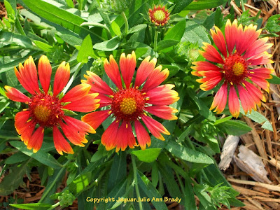 Gaillardia Pulchella Indian Blanket Flowers