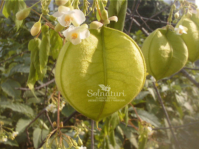 Cardiospermum grandiflorum  Globito cipó