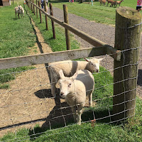 Sheep on a farm