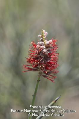 Algarrobilla Prosopis sericantha