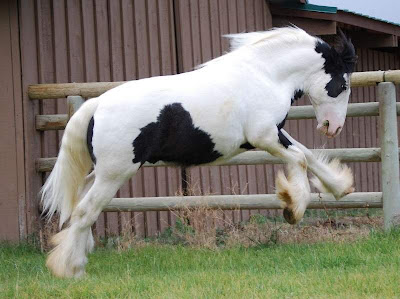 world's beautiful horses