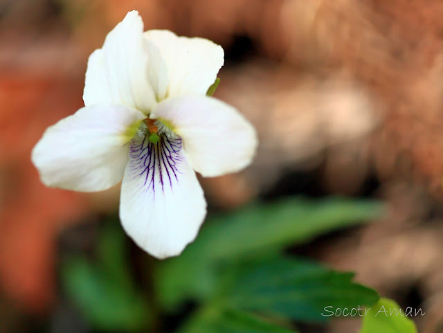 Viola eizanensis