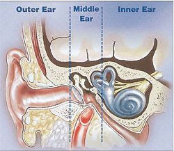 http://www.asha.org/public/hearing/How-We-Hear/