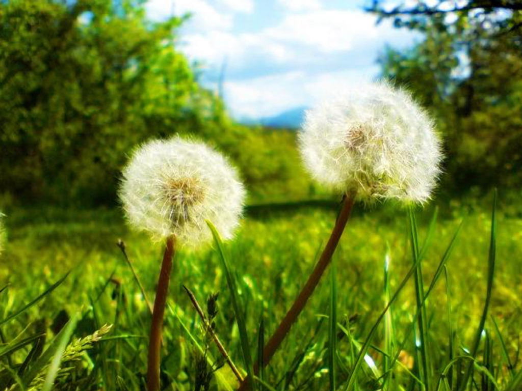restorying faith and values: The Two Dandelions - A Parable