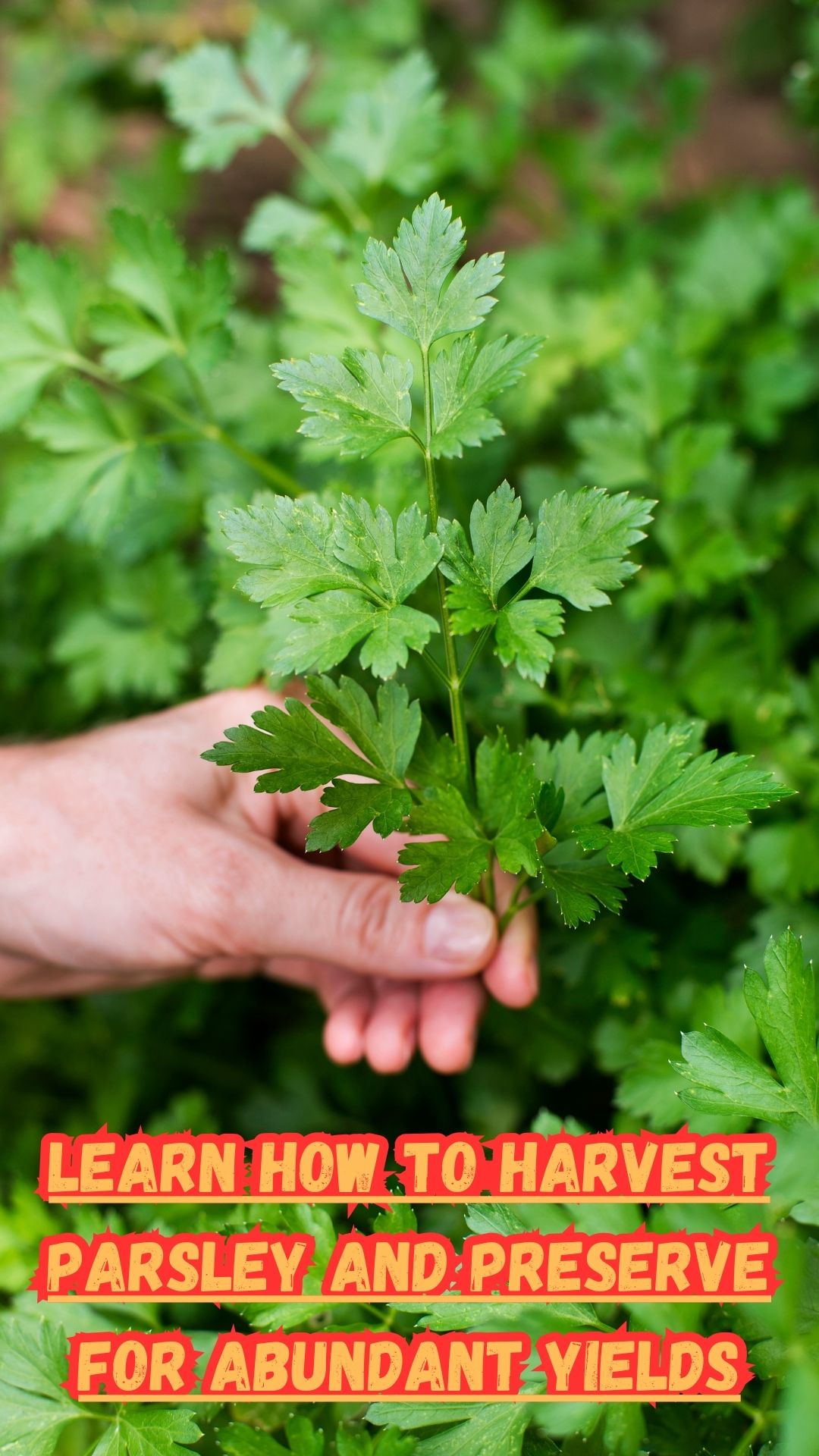 Harvesting parsley correctly is essential for an abundant supply all season long. Remember to always take whole branches from the bottom and outside the plant, leaving the top center foliage untouched. This method will encourage healthy growth and continuous production. Storing fresh parsley in your fridge is easy with the use of a glass or jar of water and a bag. And if you have an abundant harvest, don't be afraid to dry or freeze some for later use.