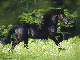 Horse Wallpapers