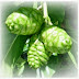 Manfaat Buah Noni