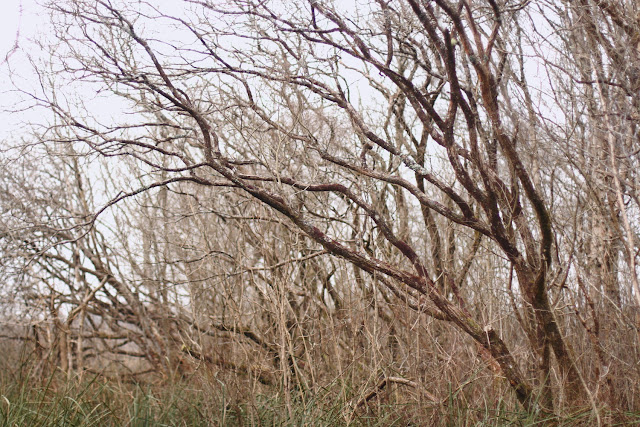 naked trees, Moycullen woods