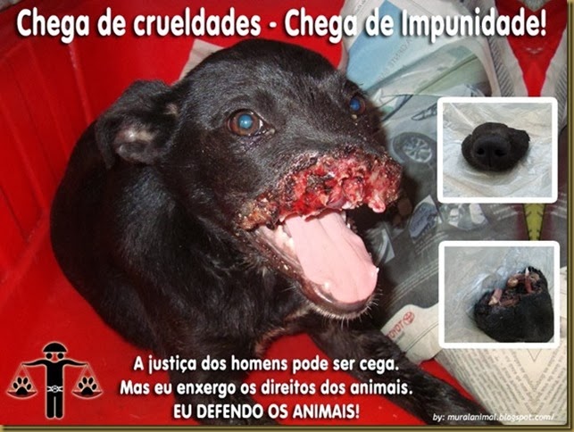 cao_focinho_decepado