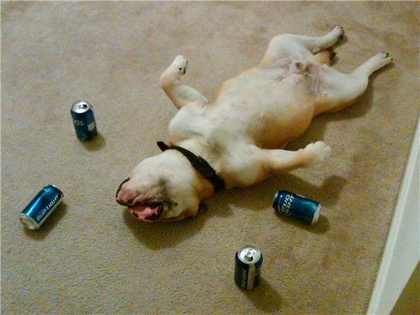 Funny Animals Drunk | Latest Pictures