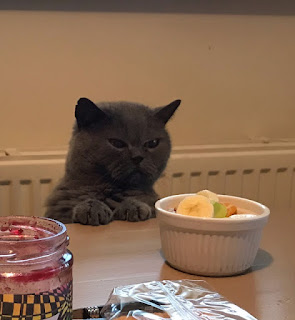 kat zit aan tafel achter een bakje fruit, pootjes netjes naast elkaar voor zich op de tafel