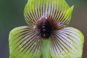 Telipogon at Orchids of Collpapampa Garden [13.3218 S, 72.6650 W]