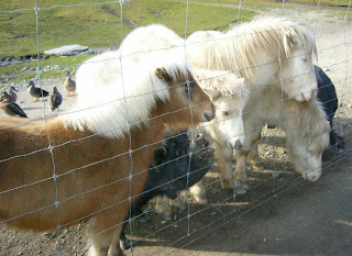 My New Zealand Vacation, Queenstown, Deer Park, Photo20593