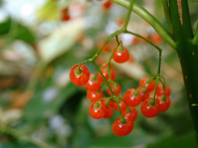 Solanum maximowiczii