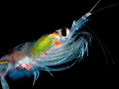 Beautiful Translucent Underwater Creatures