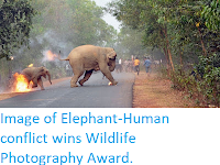 https://sciencythoughts.blogspot.com/2017/11/image-of-elephant-human-conflict-wins.html