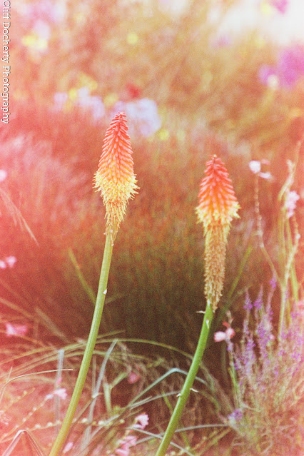 Colur shifted picture of red hot pokers