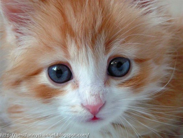 Cute red kitten.