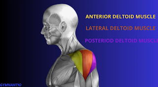 Anatomy of shoulder muscle growth