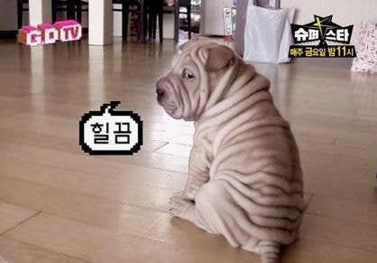 D編集長の裏ブログ G Dragonの愛犬ガホの近況にネチズンがショック