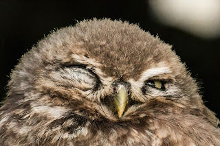 Little Owl DFBridgeman