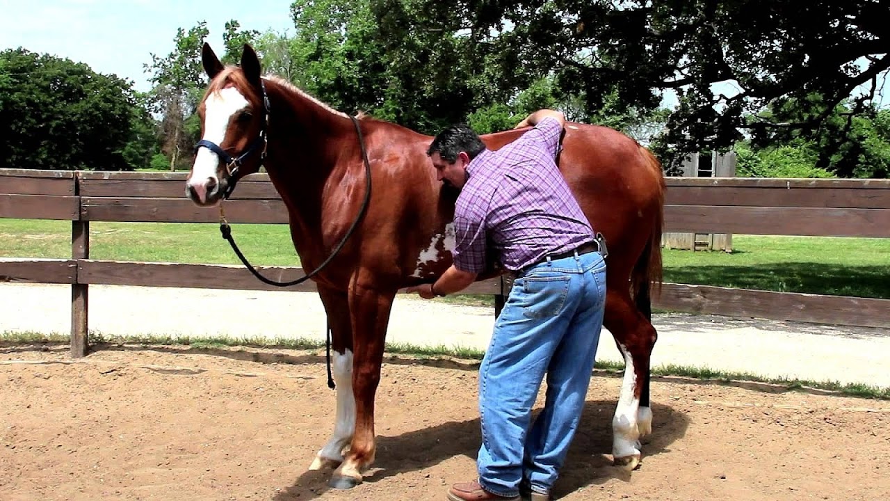 Equine gastric ulcer syndrome