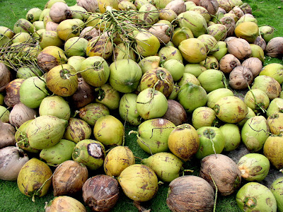 coconut harvest from Siargao Island, NE Mindanao, Philippines, home of Cloud 9 surfing spot