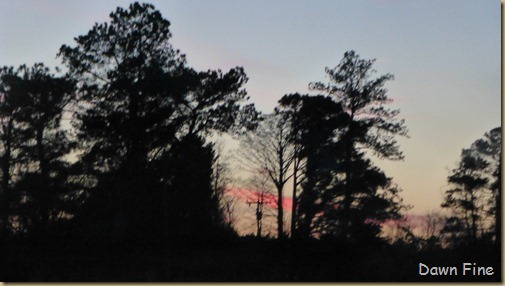 Pea Island NWR_102